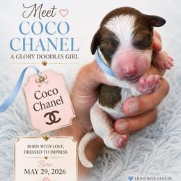 Coco chanel - Brown and white female Bernedoodle puppy in Rockwall, Texas from Glory Doodles