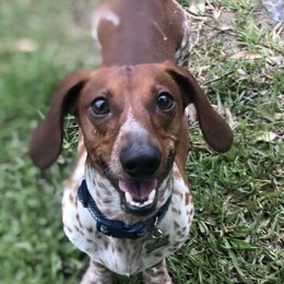 Gumbo - Dachshund