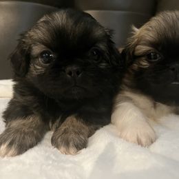 Pekingese Puppies from Crawford Ranch Canines