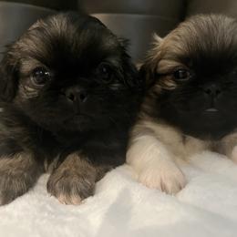 Pekingese Puppies from Crawford Ranch Canines