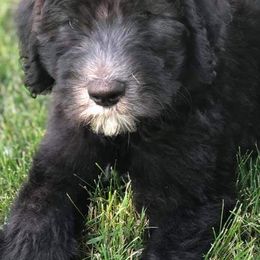 Aussiedoodles and Sheepadoodles from Neudoodles