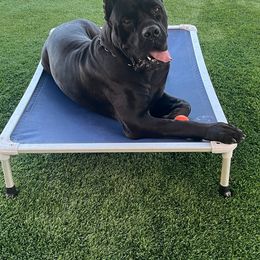 Cane Corso All Grown Up from WesCo Kennels