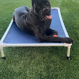 Cane Corso All Grown Up from WesCo Kennels