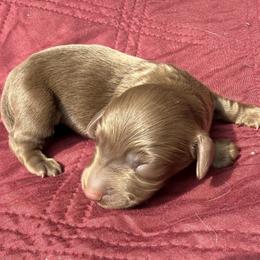 Male 1 - Chocolate male Dachshund puppy in El Campo, Texas from Creamer Creek Kennel