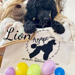 Poodle Puppies from Agape Standard Poodles