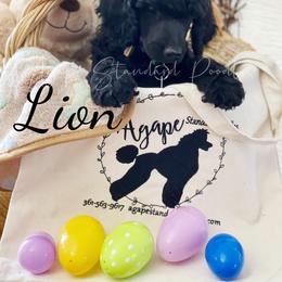 Poodle Puppies from Agape Standard Poodles