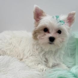 Oscar - Parti male Yorkshire Terrier puppy in Benton, Illinois from Furry Tailz Yorkies