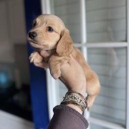 Boy 2 Yellow Collar - Cream male Dachshund puppy in Grandview, Texas from LF & Co Dachshunds