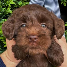 Australian Labradoodle Puppies from Potomac Australian Labradoodles
