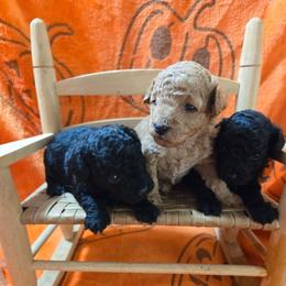 Max - Apricot male Poodle puppy in Cedar Grove, North Carolina from Toy Poodles of NC
