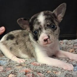 Loki - Merle male Chihuahua puppy in Branford, Florida from Mbjs Doxies and chihuahuas