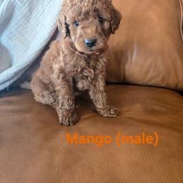 Mango - Red  male Goldendoodle puppy in Mohnton, Pennsylvania from Stony Meadow Puppies