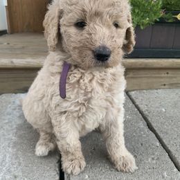 Goldendoodle Puppies from Rolling Acres Doodles and Poodles