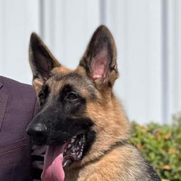 German Shepherds from Tacora Shepherds