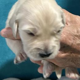 Priscilla - Light golden female Golden Retriever puppy in Ennis, Texas from Amberidge Golden Retrievers