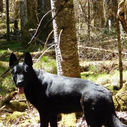 German Shepherds from Vom Dul Haus German Shepherds