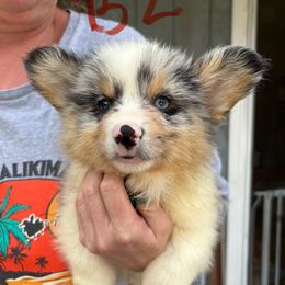 Boy 3 has 1 blue eye 1 brown eye - Blue male Pembroke Welsh Corgi puppy in Mountain View, Hawaii from Celtic Corgis