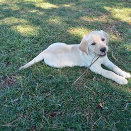 Labrador Retriever Puppies from Taylor Maid Labradors