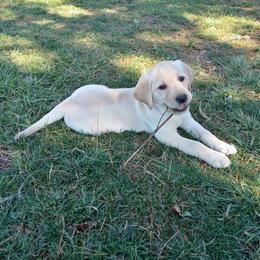 Labrador Retriever Puppies from Taylor Maid Labradors