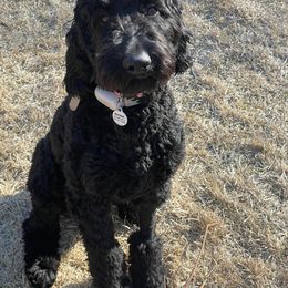 Labradoodle All Grown Up from Small town doodles & poodles