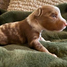 Tiramisu - Red merle male Miniature Australian Shepherd puppy in Dayton, Washington from Columbia Coast Toy & Mini Aussies