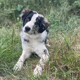 Australian Shepherd puppies from The Dogs of Working Aussies Homestead