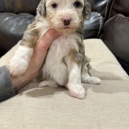 Jolly - Blue merle female Aussiedoodle puppy in Heber City, Utah from Junipersdoodles