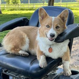 Maddie - Pembroke Welsh Corgi