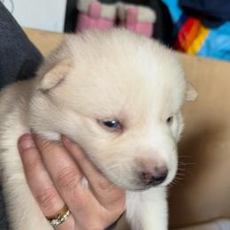 Ford - White male Pomsky puppy in Greenfield, Minnesota from SRF Pomskies