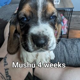 Mushu - Black brown and white Basset Hound puppy in Cardington, Ohio from Buckeye Bassets 419