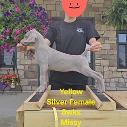 Girl 4 - Silver gray female Weimaraner puppy in Indiana from So-IN Weimaraner's
