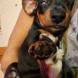 Dachshund Puppies from Butterbean Dachshunds