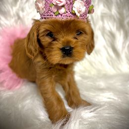 Girl 1 - Red Cavapoo puppy in Spokane, Washington from Treasured Cavaliers of the Pacific Northwest