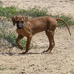 Boy 5 - male Rhodesian Ridgeback puppy in Ocala, Florida from Avanti Ridgebacks
