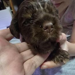 Yellow collar - Brown white and tan male Cocker Spaniel puppy in South Milwaukee, Wisconsin from South East Wisconsin cocker spaniels