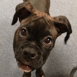 Boxer Puppies from Winchester Boxers
