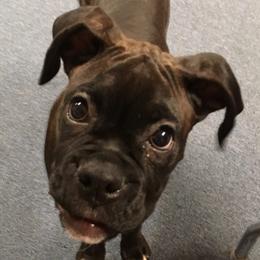 Boxer Puppies from Winchester Boxers