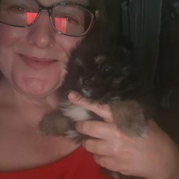 Girl 1 - Black and tan female Pomeranian puppy in Angleton, Texas from Pomeranian Palace, LLC