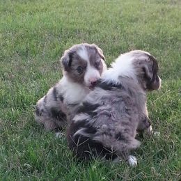 Border Collie Puppies from M and J Farm