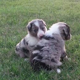 Border Collie Puppies from M and J Farm