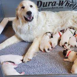 Shania - Great Pyrenees