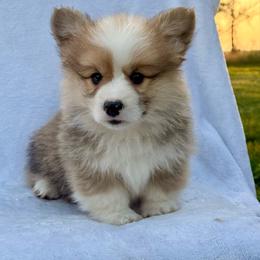 Tater - Sable male Pembroke Welsh Corgi puppy in Hand County, South Dakota from Hills End Corgis