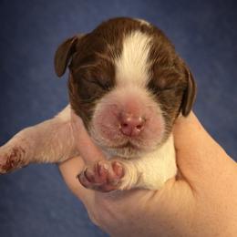 Chevelle - Liver white and tan female English Springer Spaniel puppy in Florida from Thunderbird Springers