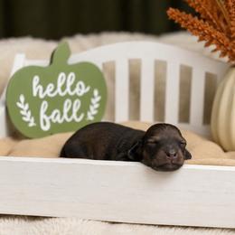 Augusta - Cream male Dachshund puppy in Goodyear, Arizona from D&C Royal Dachshunds LLC