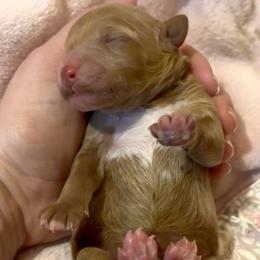 Henry - Red  male Poodle puppy in Akeley, Minnesota from Blessed Acres Miniature Poodles