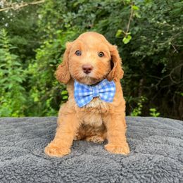 Dashi - Caramel red male Australian Labradoodle puppy in Rochester, Michigan from Monarch Labradoodles