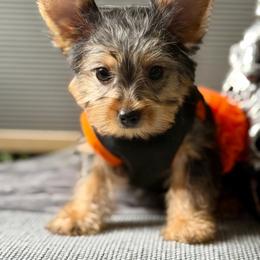 Emily - Black and tan female Yorkshire Terrier puppy in Richmond, Texas from Perfectly Posh Pets
