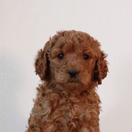 Bernedoodles, Goldendoodles, and Poodles from Scarlett Pups