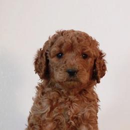 Bernedoodles, Goldendoodles, and Poodles from Scarlett Pups