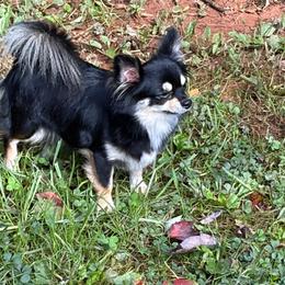 Halo - Chihuahua